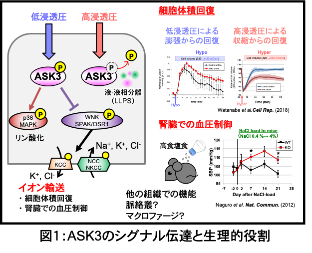 biomolecular-response_01