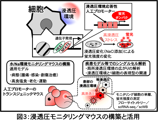 biomolecular-response_03