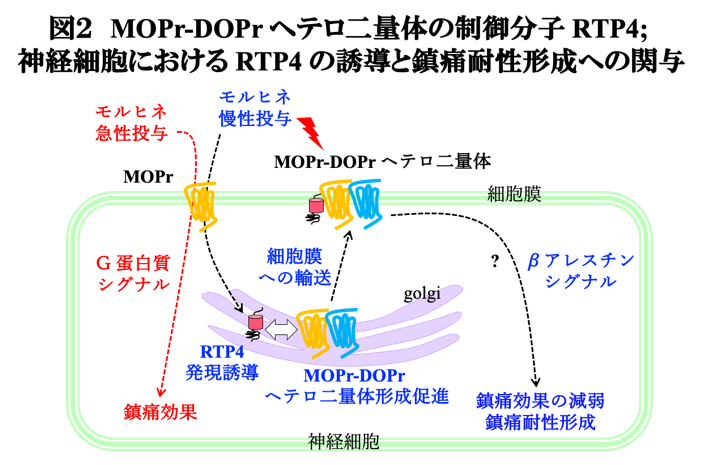 functional-pharmacology_02