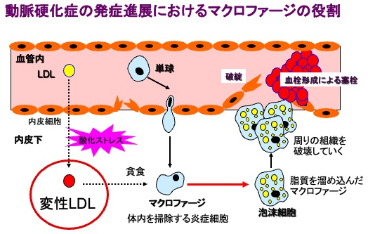 molecular-pathophysiology_01