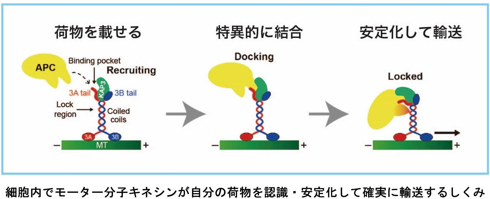 廣川先生１