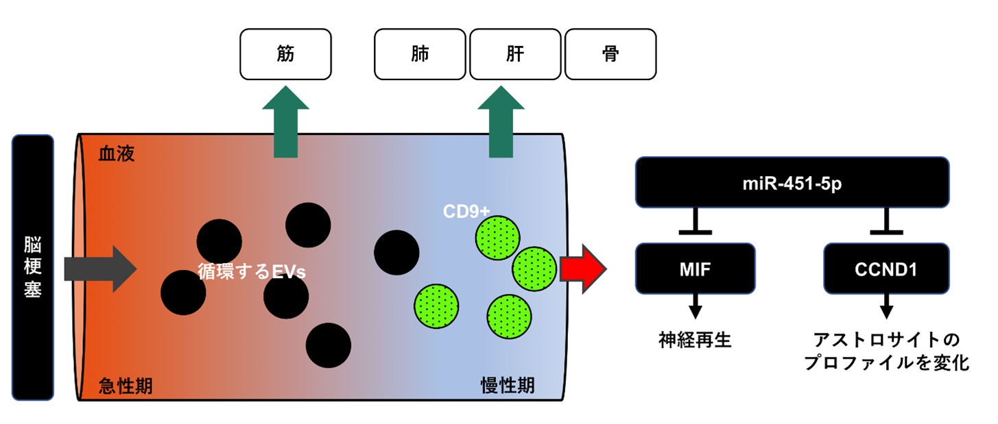 平先生画像6