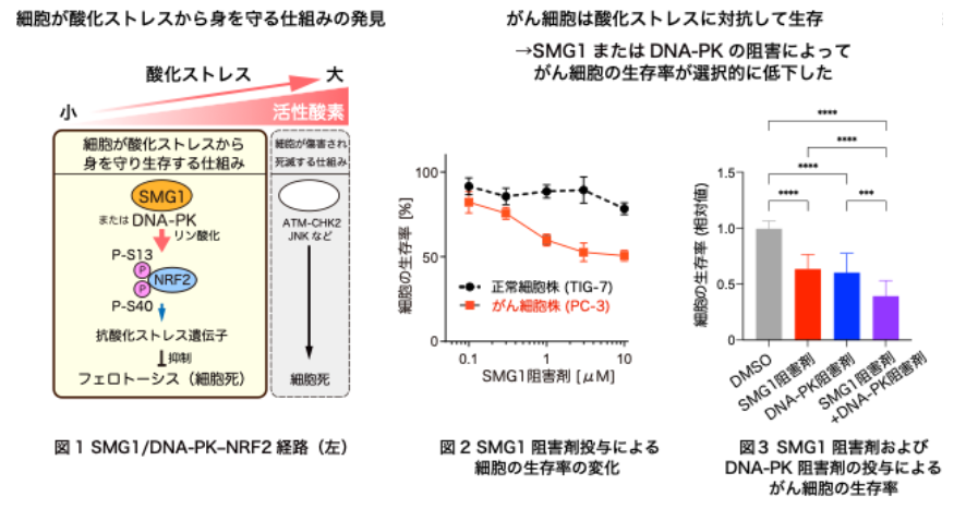 スクリーンショット 2026-07-31 120711