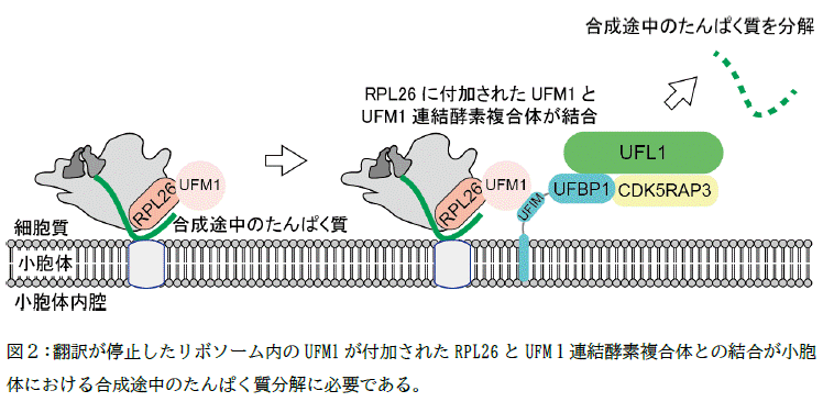 図2