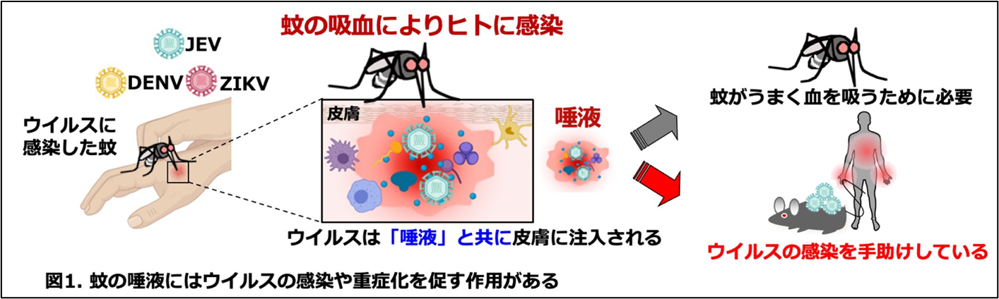 岡本先生画像11