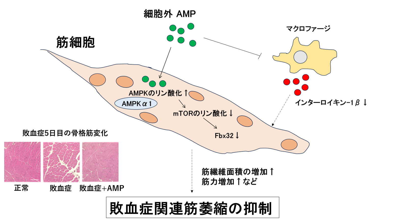 近藤先生（救急）画像1