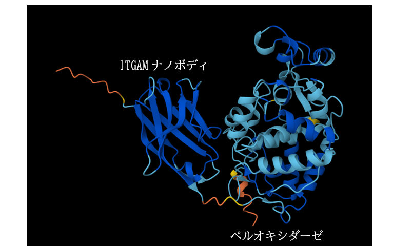高速・高感度の多重3次元免疫組織化学法の開発に成功～ナノボディーと蛍光チラミドシグナル増幅システムによる3次元免疫組織化学法～