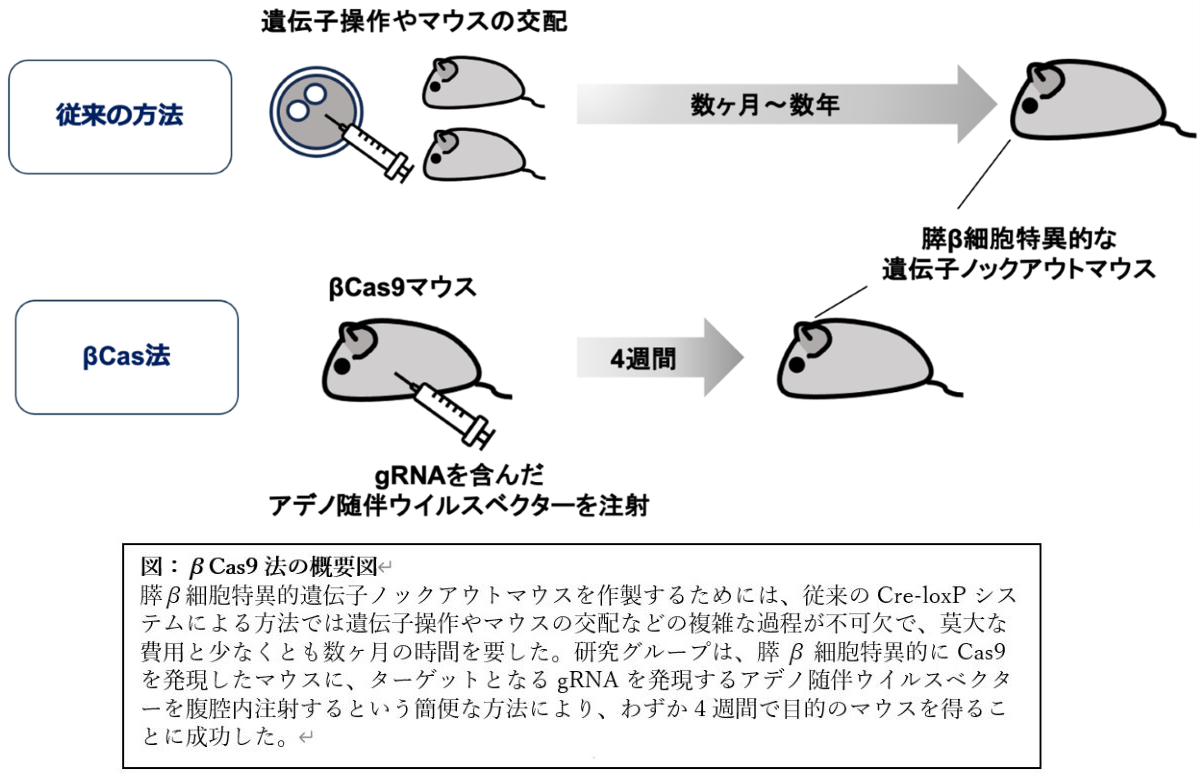 ノックアウト