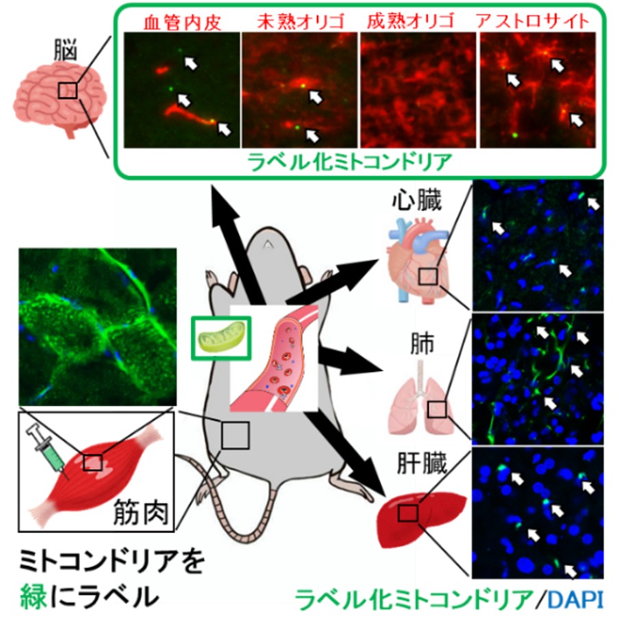 20260119プレスリリース画像_2