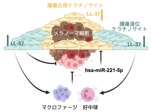 フランソワ先生画像4