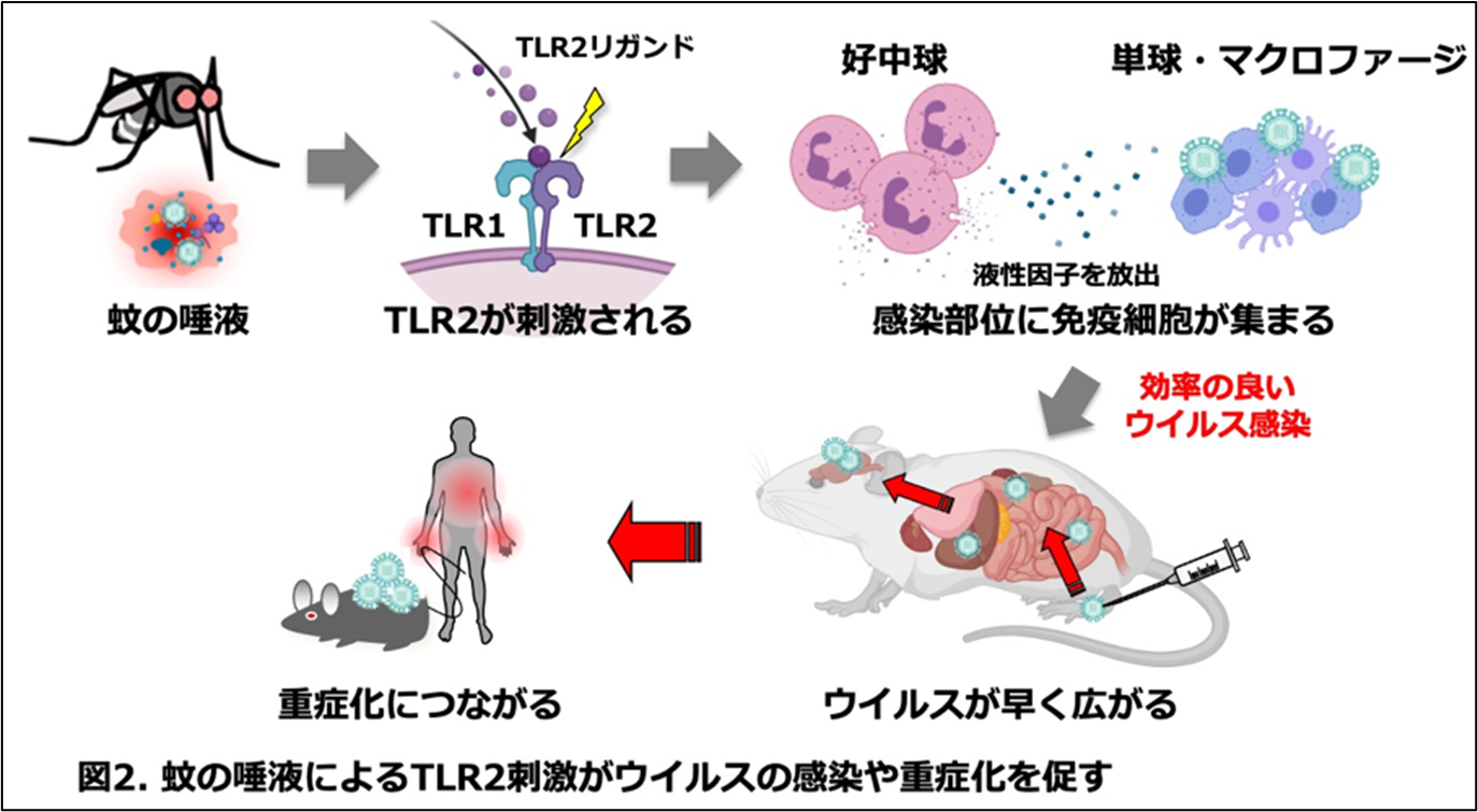 岡本先生画像22