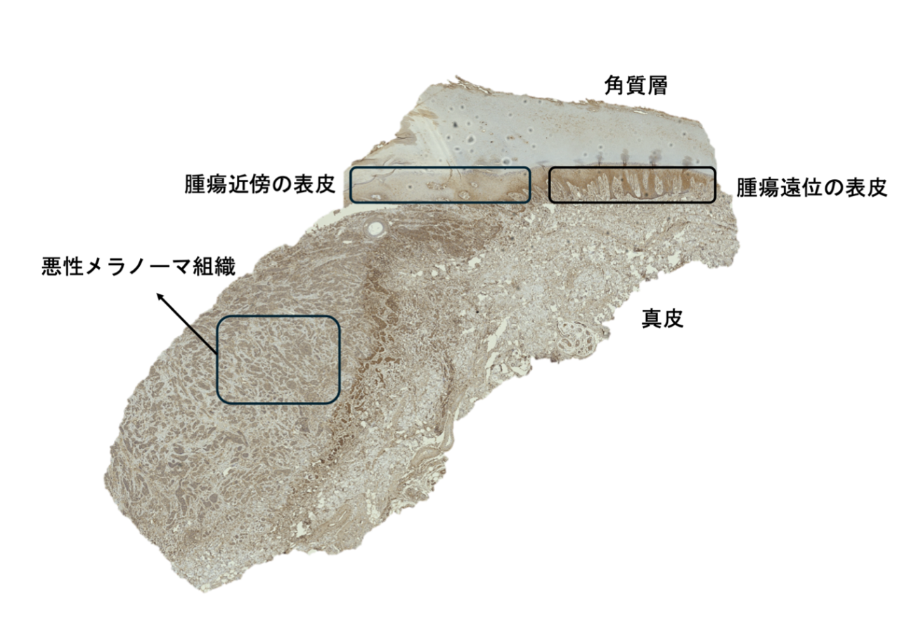 フランソワ先生画像1