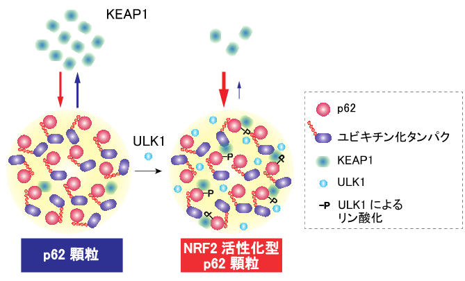 小松先生②画像2