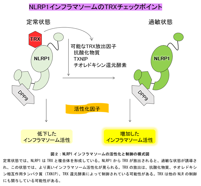 どきしん8