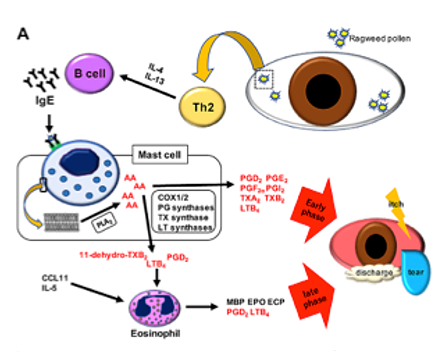 Fig A