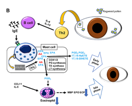 Fig B