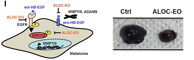 Figure 1. Left. A graphical representation of the signaling pathways blocked by ALOC-EO in melanoma cells. Right. The growth of melanoma cells was suppressed by ALOC-EO treatment when compared to no treatment (ctrl).