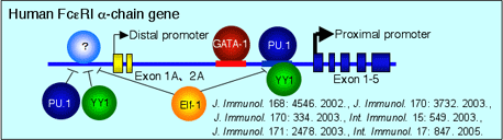 Human Fc��RI ��-chain gene