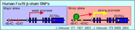 Human Fc��RI ��-chain SNPs