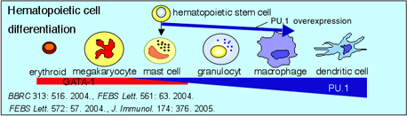 Hematopoietic cell differentiation