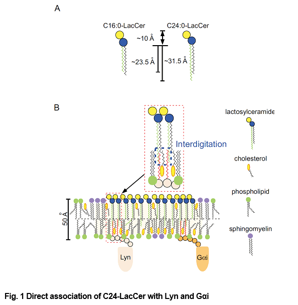 fig.1 Direct association of C24-LacCer with Lyn and Gαi