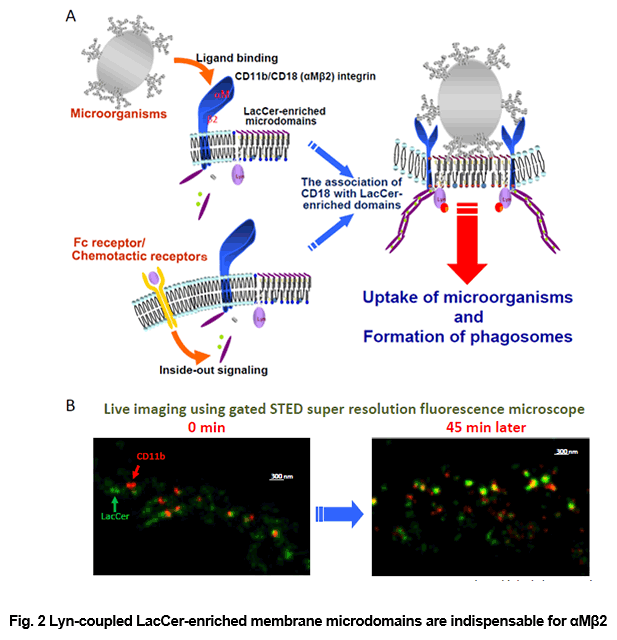 Fig. 2 Lyn-coupled LacCer-enriched membrane microdomains are indispensable for αMβ2