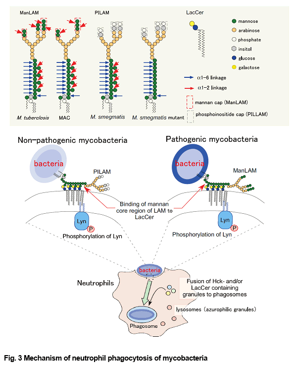 Fig. 3 Mechanism of neutrophil phagocytosis of mycobacteria