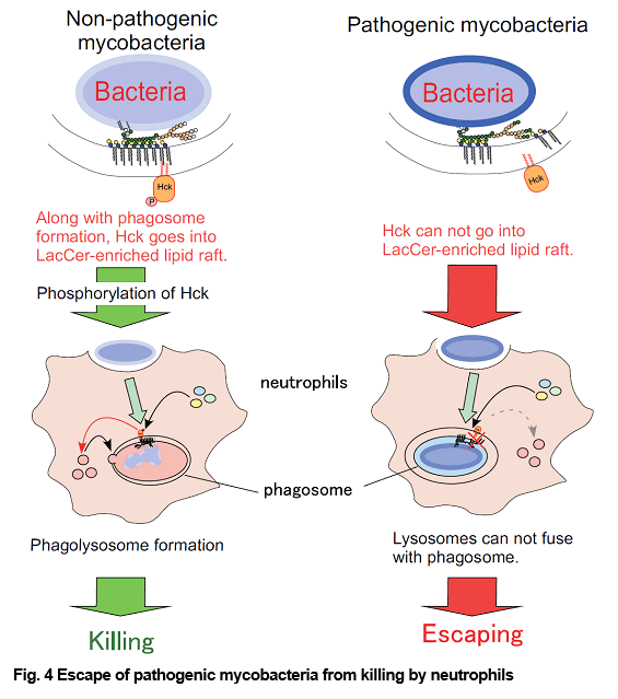 Fig. 4 Escape of pathogenic mycobacteria from killing by neutrophils