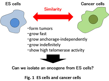 Fig.1 ES cell and cancer cells