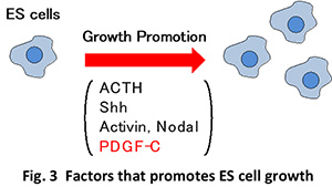 Fig.1 ES cell and cancer cells