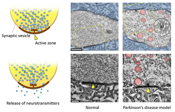 Figure 12