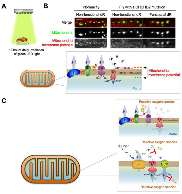 Figure 20