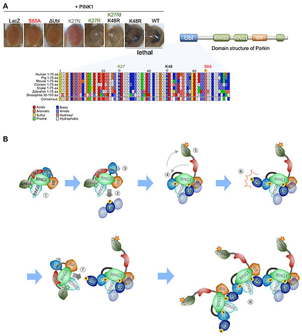 Figure 24