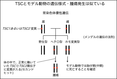 TSCとモデル動物の遺伝様式・腫瘍発生は似ている