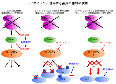 ラパマイシンと併用する薬剤の候補