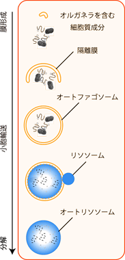 図1