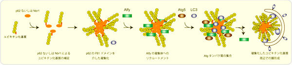 図5