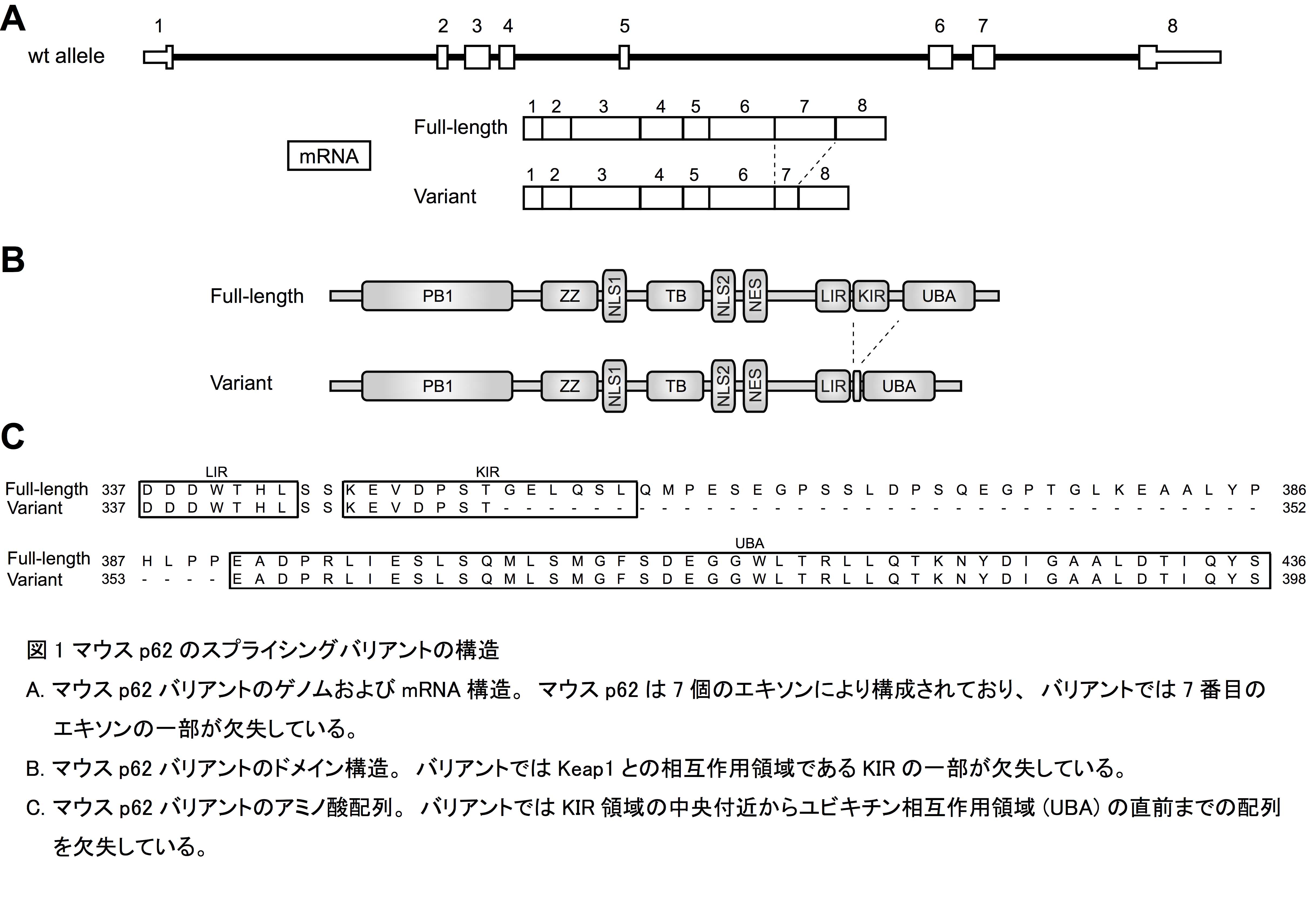 図1