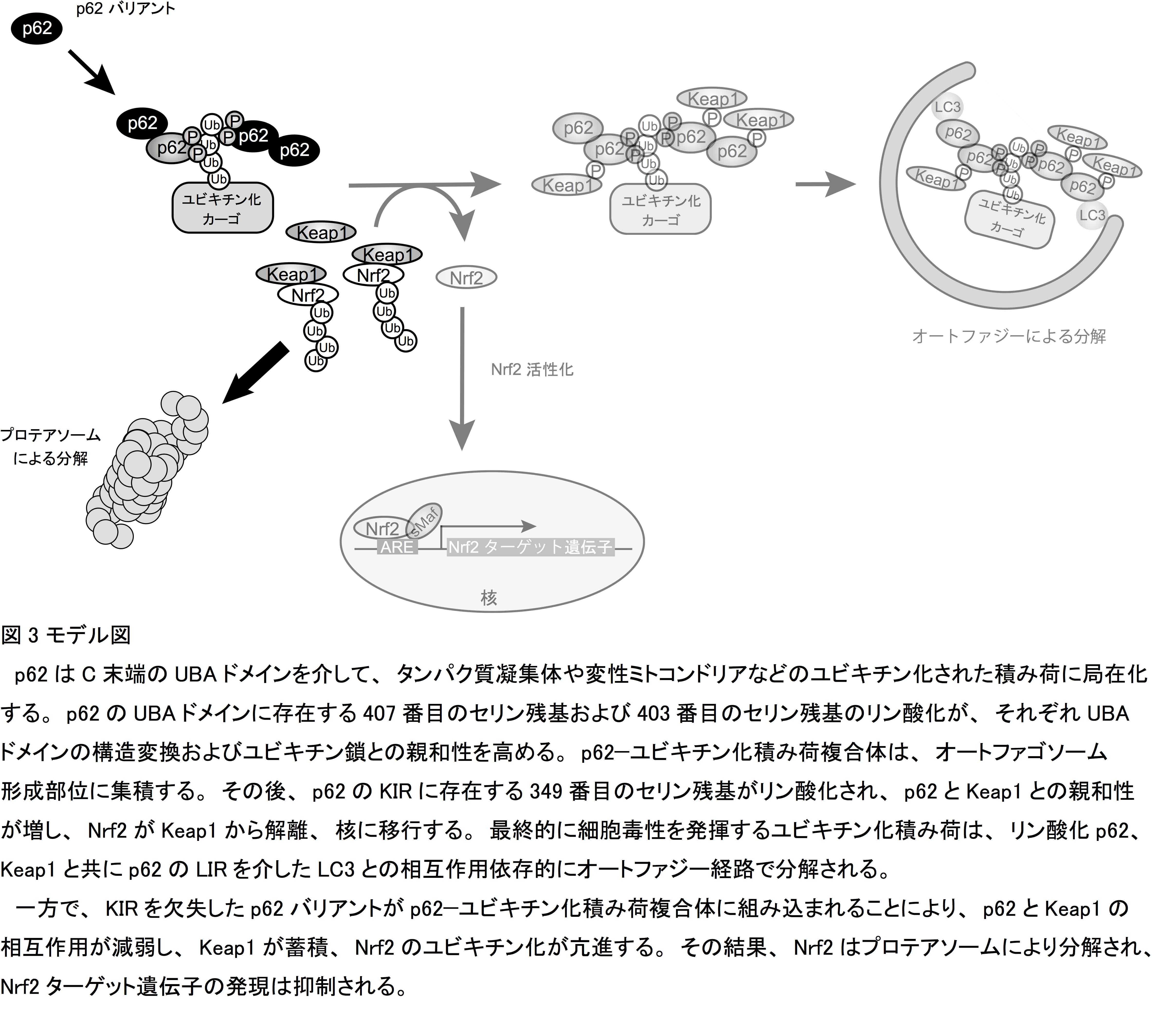 図1