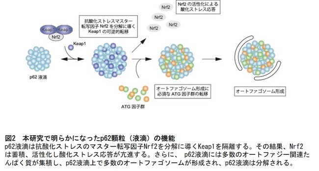 図2