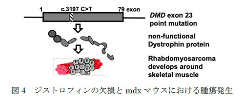 図4　ジストロフィンの欠損とmdxマウスにおける腫瘍発生