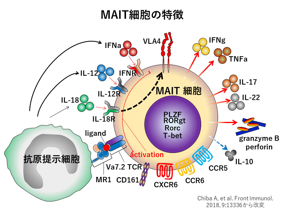 MAIT細胞の特徴