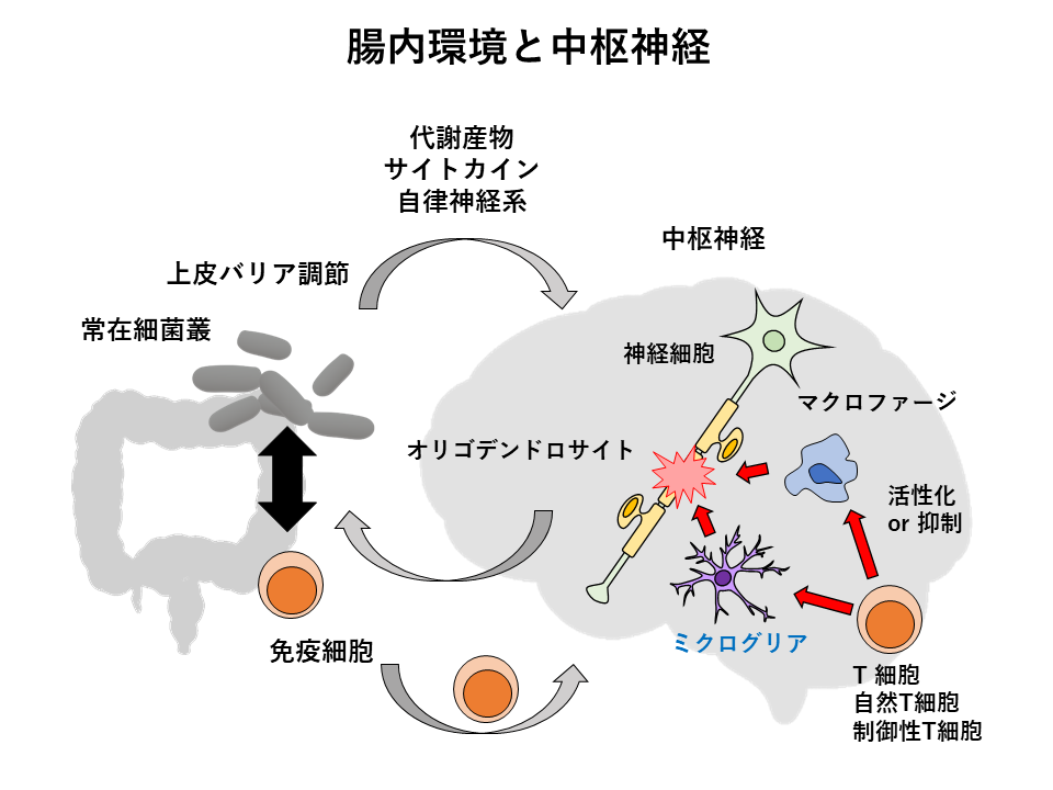 腸内環境と中枢神経