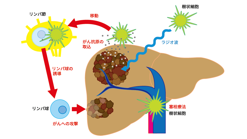 次世代細胞 免疫治療学講座 江川記念 Seta講座 学校法人順天堂