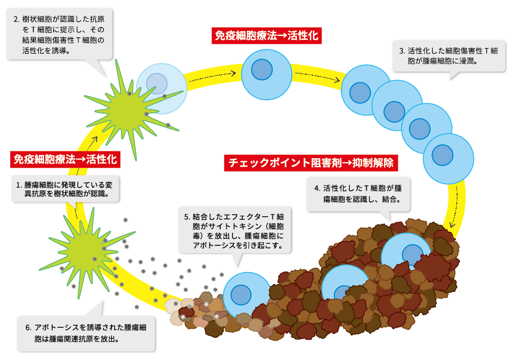 免疫チェックポイント阻害剤と免疫細胞治療との併用治療技術の研究開発・治験実施