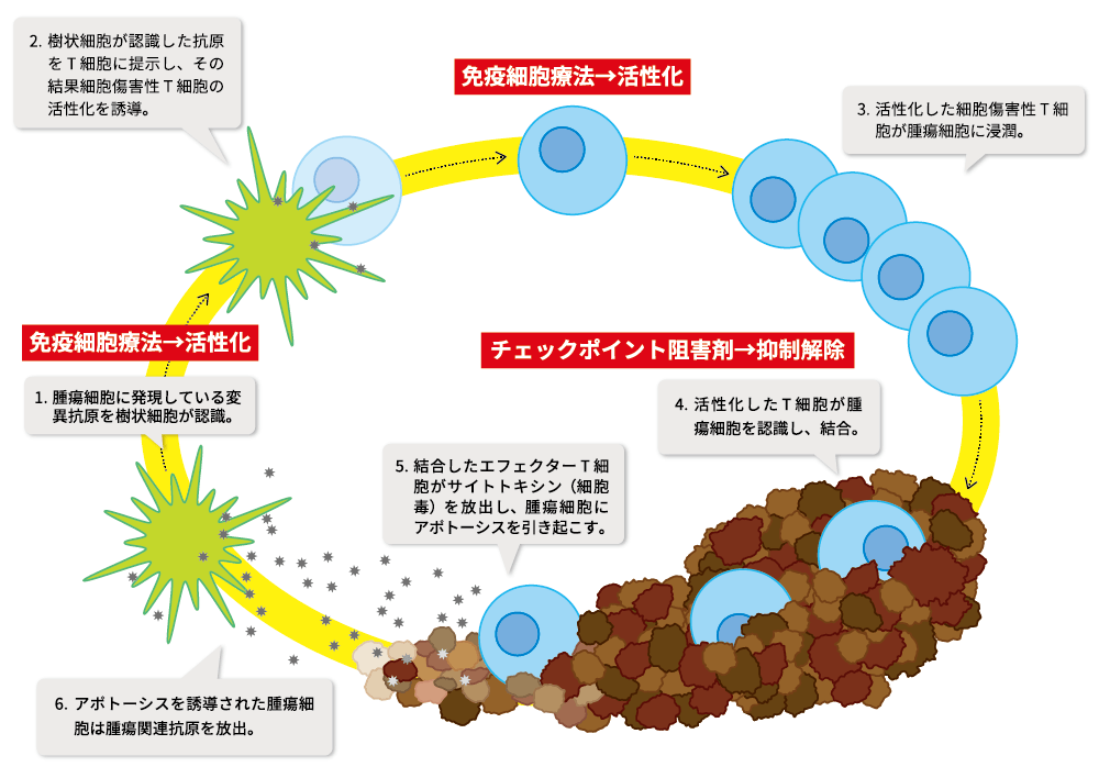 樹状細胞 : 基礎から臨床へ 次世代細胞・免疫治療学プロジェクト（江川記念 SETA