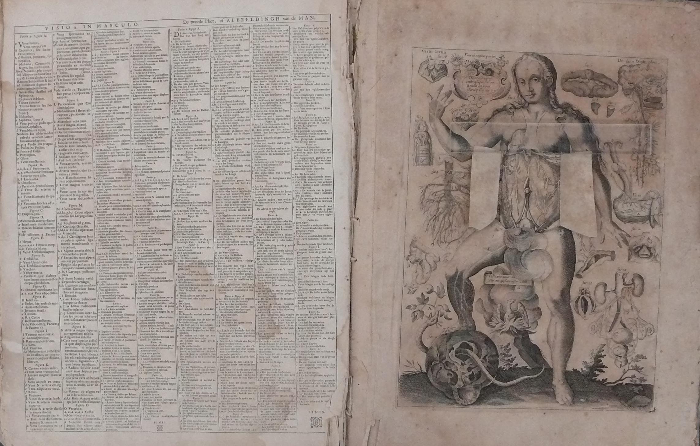 レメリンの解剖書『小宇宙鑑（人体解剖図）』｜バーチャル医学史展示